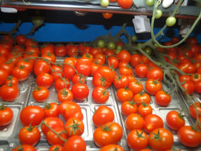 ISS-Raumschiff bringt Tomaten zurück zur Erde