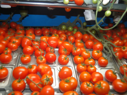 ISS spacecraft brings tomatoes back to earth
