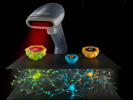 Microscopie électronique : Des protéines nano-reporters rendent visibles des processus invisibles