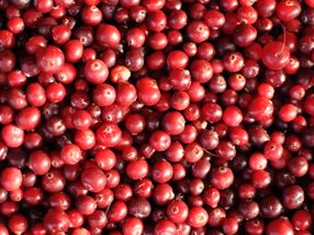 Kein Mythos mehr: Cranberry-Produkte können Harnwegsinfektionen bei Frauen verhindern