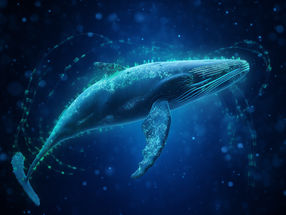 Erbgut des Zwergglattwals birgt großes Potenzial für die Krebsforschung