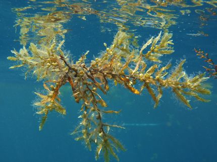 Makroalge Sargassum natans
