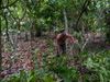 Die Höhe der landwirtschaftlichen Investitionen wirkt sich nachweislich auf den Kakaoertrag aus.