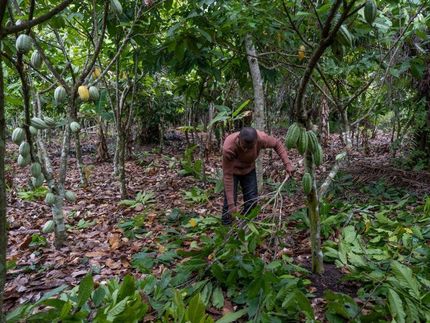 Level of farm investment is shown to impact cocoa yield.