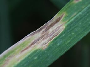 Síntomas típicos de septoriosis en hoja de trigo producidos por el hongo ascomiceto Zymoseptoria tritici.
