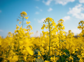 Rapeseed makes more than just oil – it’s a source of proteins too