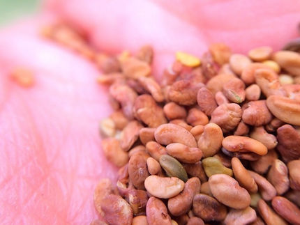 Científicos chinos han utilizado imágenes multiespectrales, aprendizaje automático y técnicas "ómicas" para desvelar los mecanismos de la latencia de las semillas de alfalfa.