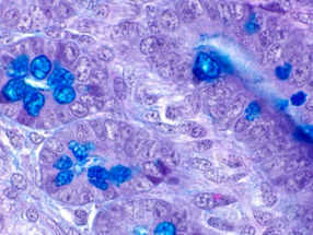 Sección transversal del intestino de un pollo con células que pueden verse afectadas por nanopartículas alimentarias.
