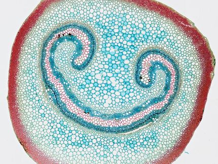 Plate-forme de microscopie en ligne : La transparence pour tous !