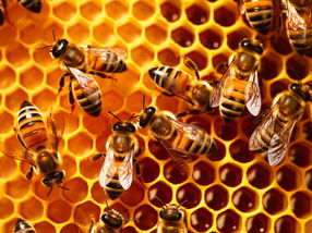 Bienengesundheit: Hohe Winterverluste im Jahr 2022