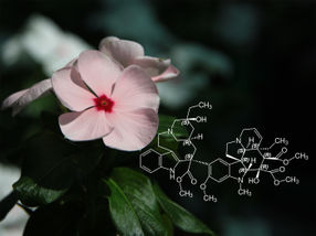 Analysis of single plant cells provides insights into natural product biosynthesis