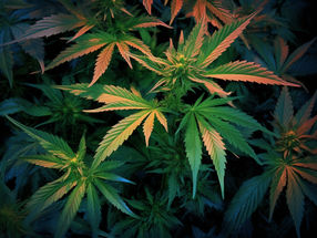 Los investigadores desarrollan un nuevo método para sintetizar un compuesto de la planta de cannabis