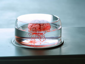 Investigación cerebral con organoides