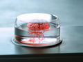 Brain research with organoids