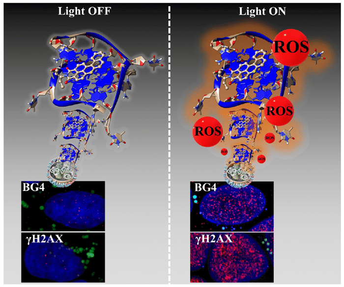 © Sabouri et al. / Nucleic Acids Research