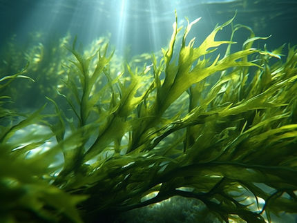 El cultivo de algas puede ayudar a combatir la inseguridad alimentaria mundial