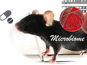 Cómo responde el microbioma intestinal a los antibióticos