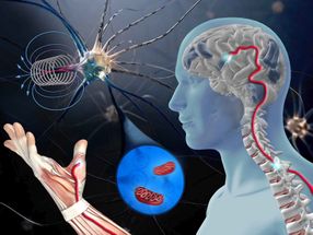 Un posible nuevo enfoque terapéutico para curar las enfermedades neurodegenerativas