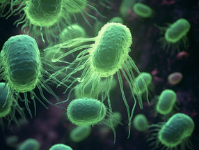 Neue Erkenntnisse über Bakterien, die Lebensmittelvergiftungen verursachen