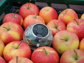 The sensor measures oxygen and carbon dioxide to determine the respiratory activity of the fruit.