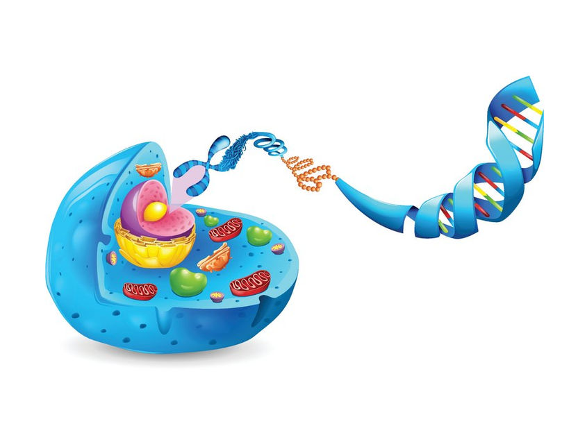 Revolutionary new method can manipulate the shape and packing of DNA - The method opening up exciting new avenues for exploration in molecular biology, nanotechnology, and beyond