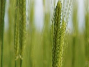 The various types of wheat show great differences in the composition of their proteins - according to a study by the Universities of Hohenheim and Mainz