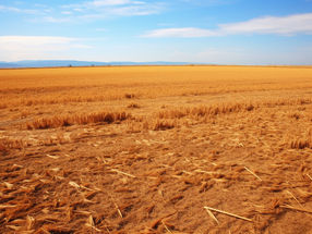 Schlechtere Getreideernte in Deutschland wegen Trockenheit erwartet