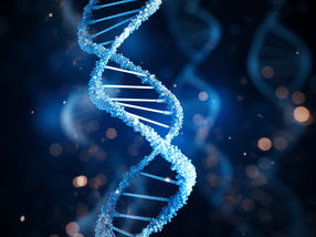Organización del ADN en tiempo real