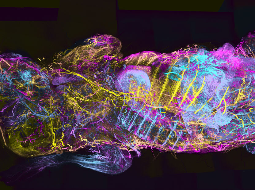 WildDISCO: Visualizing Whole Bodies in Unprecedented Detail - AI Integration: Predicting Disease Progression Without the Use of Animal Models in Research