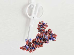 Structural biology: Molecular scissors caught in the act
