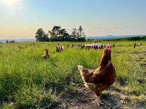 En el proyecto GreenChicken se investigan estrategias para la cría ecológica de pollos.