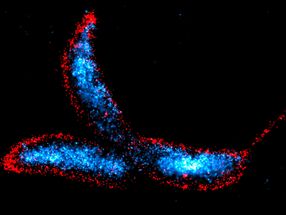Un nuevo talón de Aquiles de la pared celular bacteriana