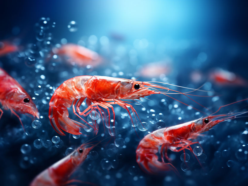 Chemists recycle shrimp waste as catalyst for hydrogen generation - The breakthrough came during a so-called Friday Afternoon experiment