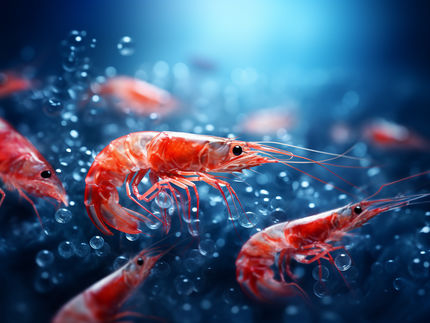 Chemiker recyceln Krabbenabfälle als Katalysator für die Wasserstofferzeugung