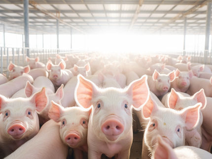 Mehr Transparenz beim Tierwohl: Informationen helfen, Label zu verstehen