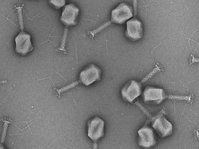 Blasenentzündungen mit Viren bekämpfen
