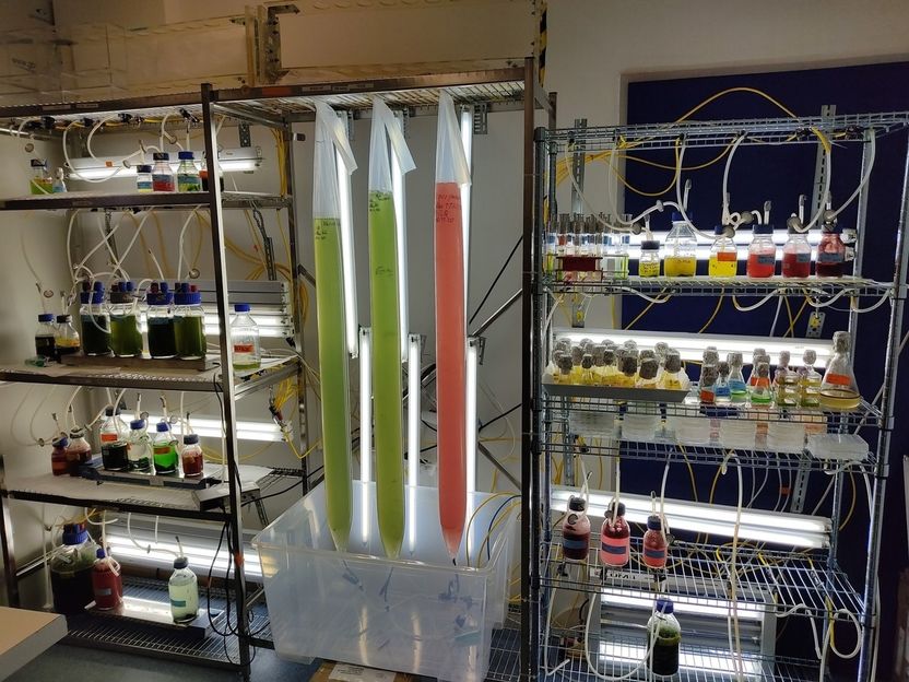Hochschulprojekt „ALGROW“ erforscht nachhaltige Möglichkeiten der Mikroalgenproduktion - Neue Technologien könnten CO2-Ausstoß im Industriesektor verringern