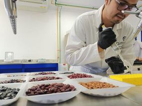Einzigartige mexikanische schwarze und Pintobohnensorten sind reich an gesunden Inhaltsstoffen
