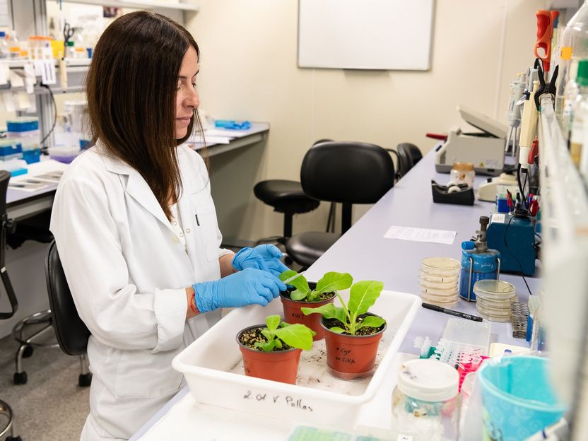 New mechanism of immunity against RNA virus discovered in plants - Scientists at the Institute of Molecular and Cellular Plant Biology demonstrate that proteins called ECTs act against viruses such as alfalfa and potato mosaic virus.
