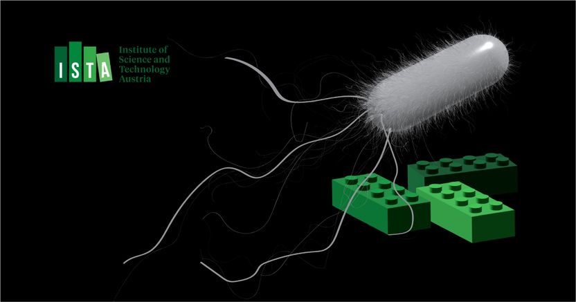 Bakterien als Schmiede - Neue Methode um unkonventionelle Materialien zu formen