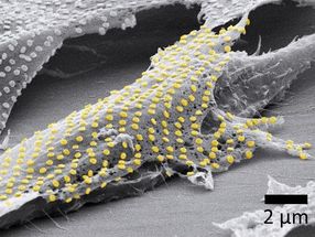 Una técnica de tatuaje transfiere nanopatrones de oro a células vivas