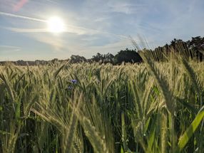 Chemikalien aus Maiswurzeln beeinflussen den Weizenertrag