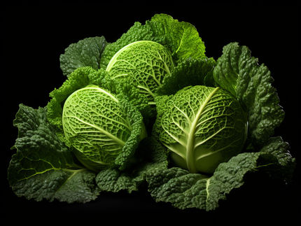 Captación especial de hierro en el interior de la col de Milán