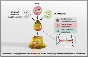 Programmierbare DNA-Hydrogele für fortschrittliche Zellkulturen und personalisierte Medizin