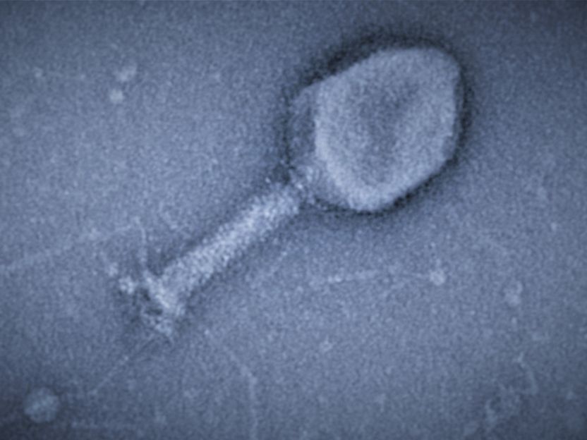Les virus collent l'ARN aux protéines