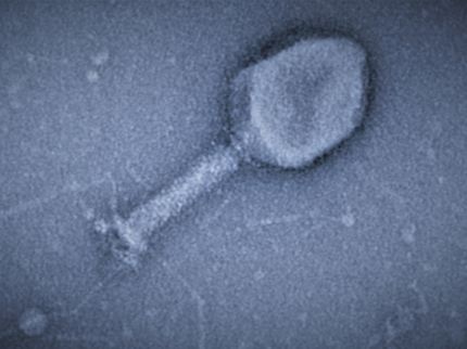 Los virus pegan el ARN a las proteínas