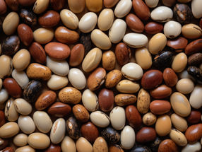 Increasing legumes and reducing red meat is safe for bone health and protein intake