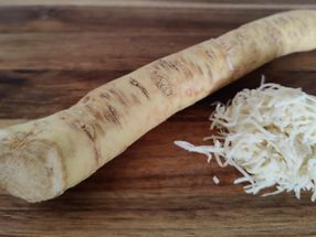 Biolab Products Replacing Horseradish Roots