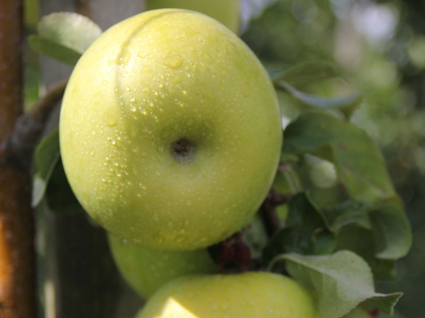 Grün, süß und knackig – Neue Apfelsorte Pia41 zugelassen - Der am Julius Kühn-Institut gezüchtete Apfel erhält Sortenschutz