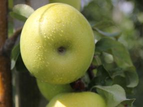 Verde, dulce y crujiente - Nueva variedad de manzana aprobada Pia41